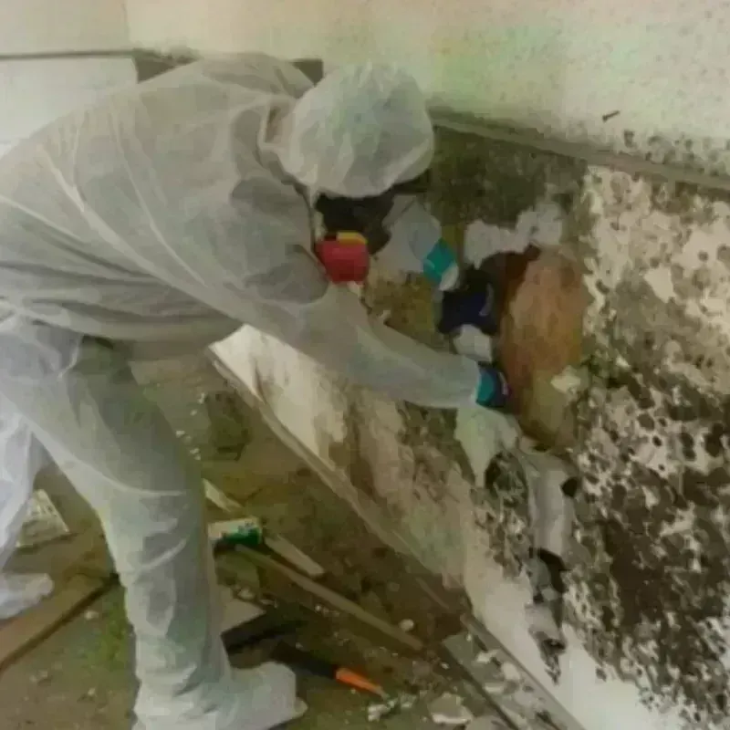 Mold Remediation and Removal in Williamson, AZ